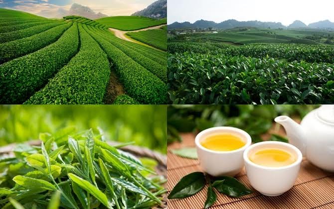 moc chau vietnam tea cultivating